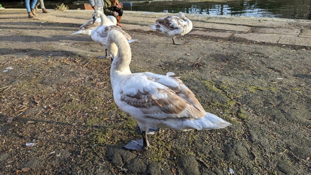 A large but docile swan grooming itself in front of us